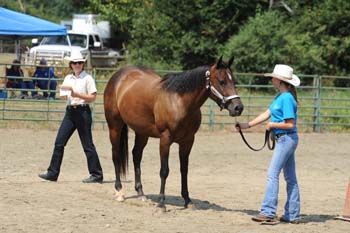 a4426